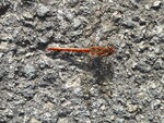 Große Heidelibelle   (Sympetrum striolatum)