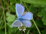 Himmelblauer Bläuling  Lysandra bellargus