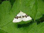 Bergwald-Blattspanner    (Xanthorhoe montanata)