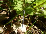Gemeine Becherjungfer w.   (Enallagma Cyathigerum)