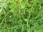 Südliche Binsenjungfer   (Lestes barbarus)