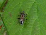 Ameisensichelwanze  (Nabis mirmircoides) 