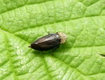 Wiesenschaumzikade    (Philaenus spumarius)