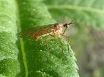 Helle Tanzfliege   (Empis livida)