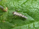 Miniermotte    (Parornix betulae) 