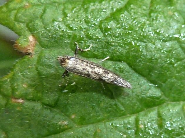 Miniermotte    (Parornix betulae) 