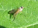 Schnepfenfliege   (Rhagio lineola) 
