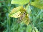Tanzfliege   (Empis variegata) 
