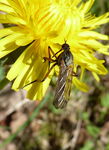 Tanzfliege   (Tempis opaca)