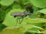 Tanzfliege    (Empis bistortae)
