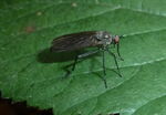 Tanzfliege     (Empis melanotricha)