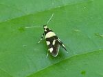 Birken-Faulholzmotte    (Eratophyes amasiella)