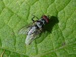 Blumenfliege     (Anthomyia  sp.)