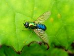 Goldgrüne Waffenfliege  w.   (Chloromyia formosa)  