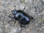 Waldmistkäfer   (Anoplotrupes stercoirosus)